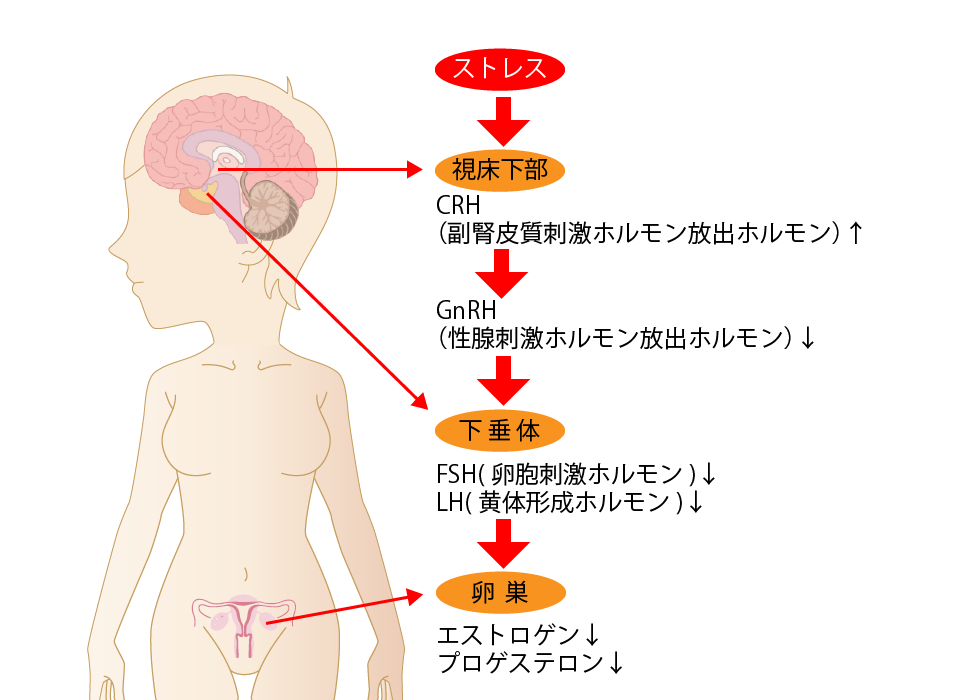 ストレスと女性ホルモン